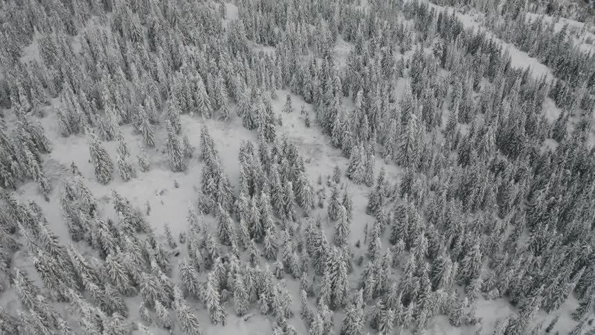 The forest is covered with thick snow