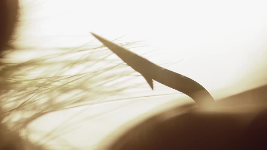 Feathers and a hook on a sunny day