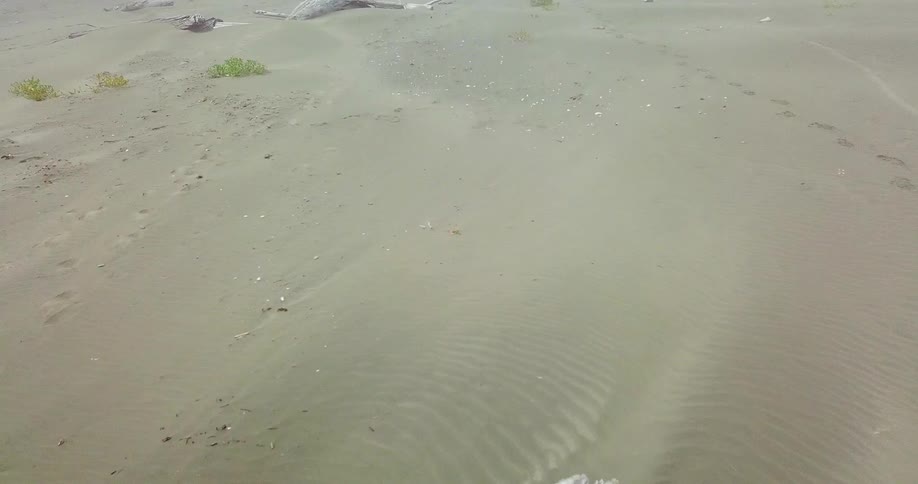 Driftwood litters a beach on a foggy day