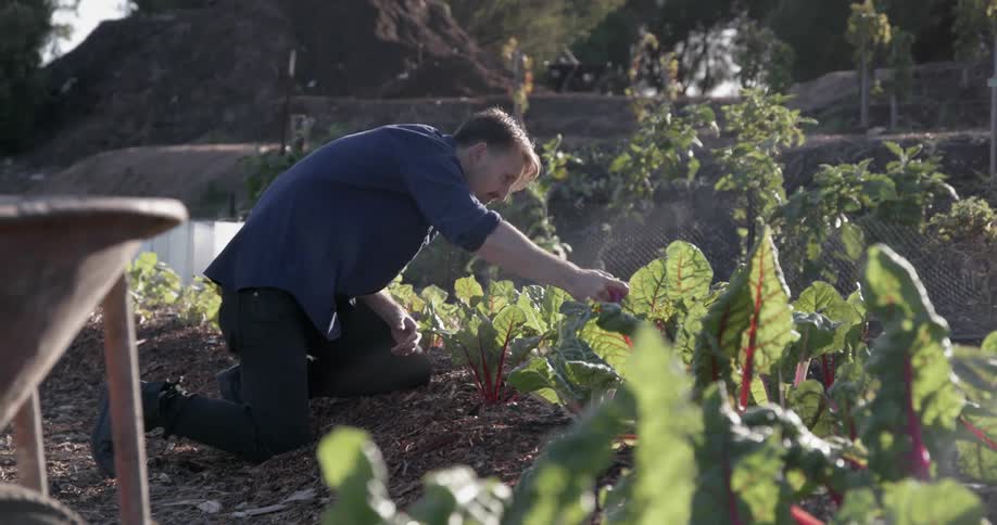 Man waters plants in a garden on a sunny day