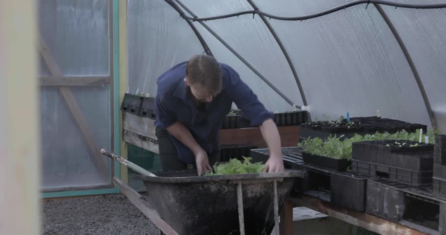 Man places potted plants in a wheelbarrow and pushes it as he walks