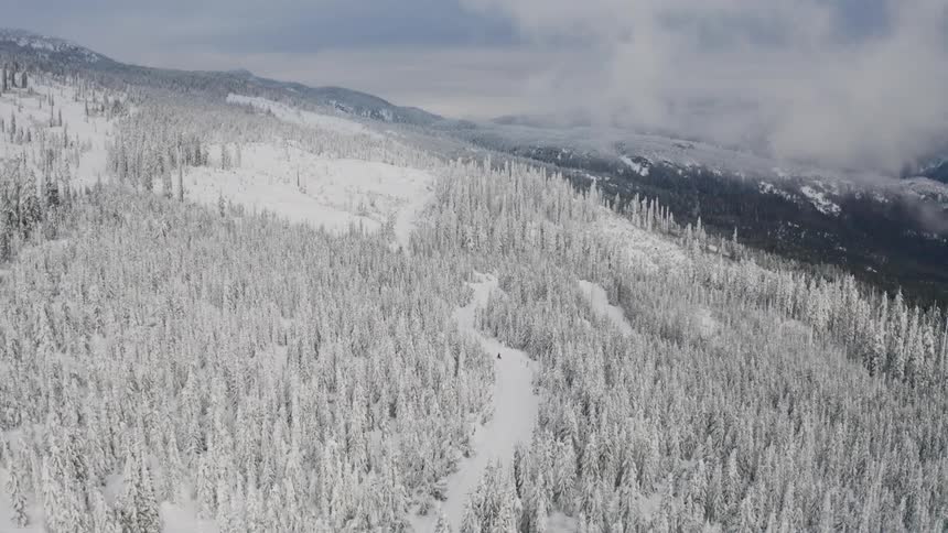 The forest is white with thick snow