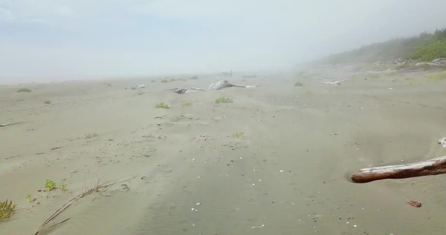 Driftwood sits on a sandy beach
