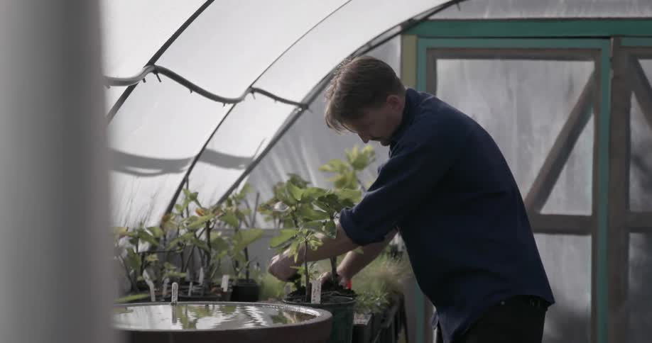 Man pushes soil around a plant in a pot