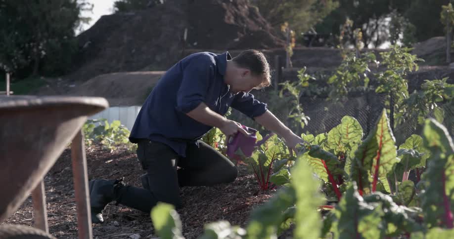 A man is carefully watering plants in a garden