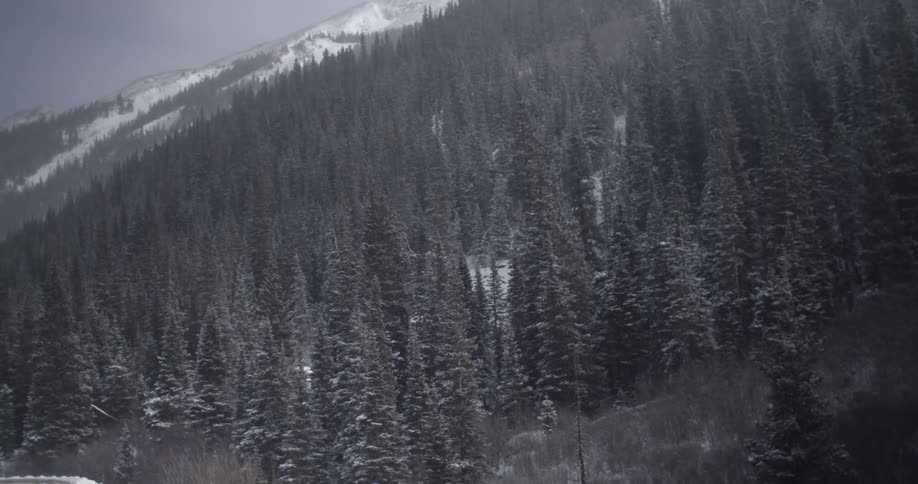 View of snow covered trees