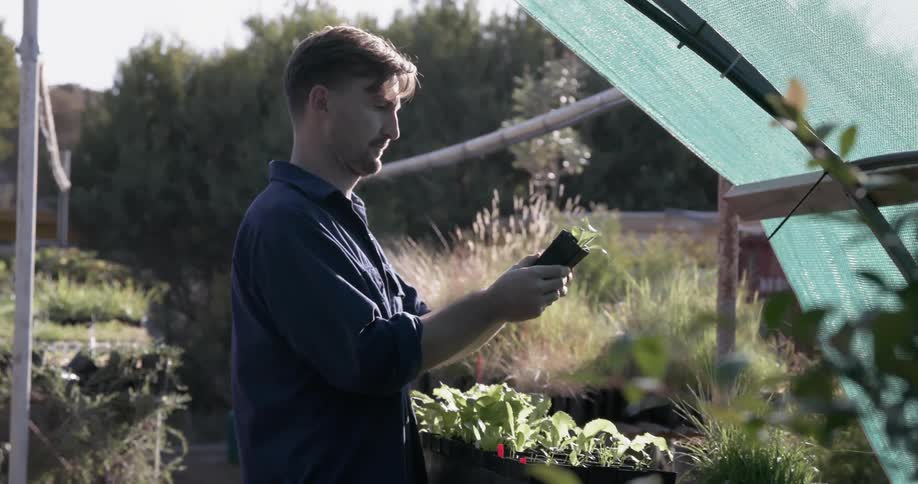 Man inspects some plants under a greenhouse covering