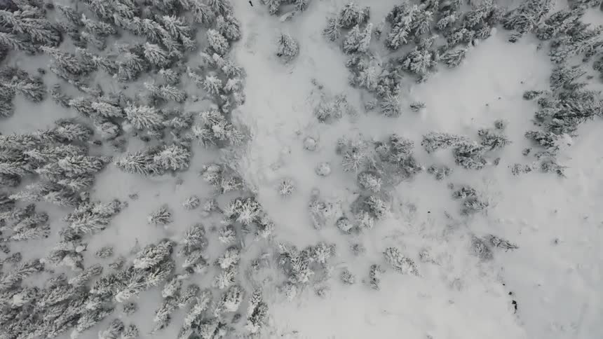 Snow covered forest