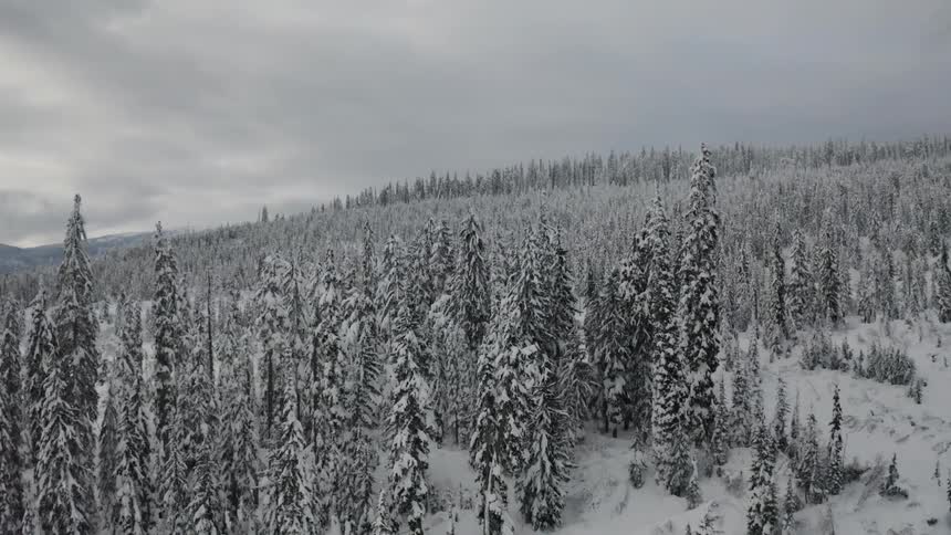 Snow covered forest on cloudy day