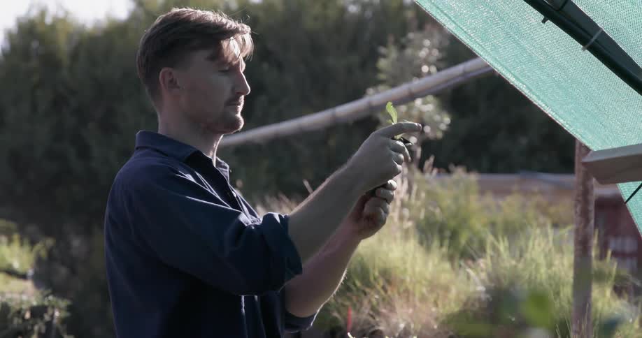 A man is examining plants in a garden