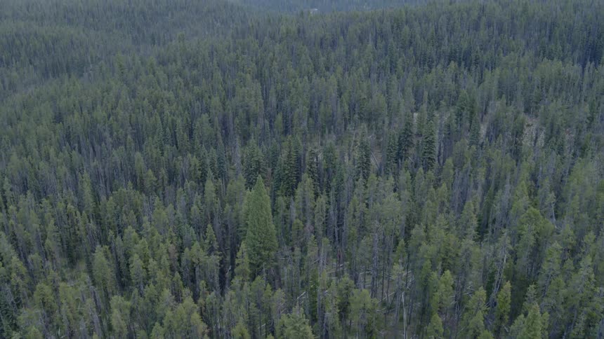 Tall green trees stand in a large forest