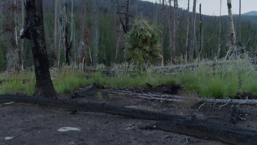A person in a camouflage suit is wandering through a wooded area in daylight