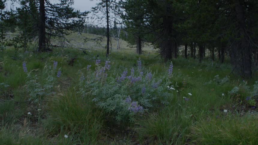 Wildflowers and grass lead to trees