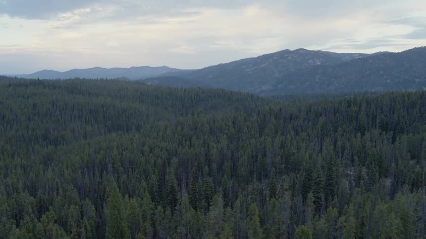 Trees cover the vast landscape near mountains