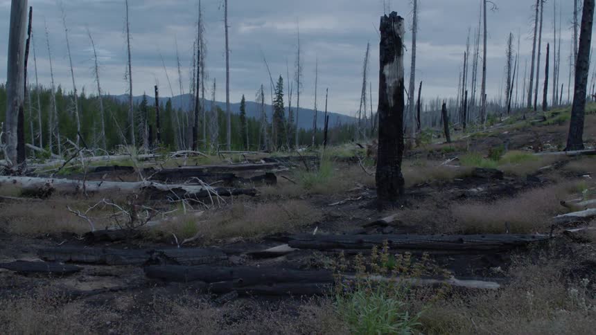 Many of the trees have fallen on the hill ahead