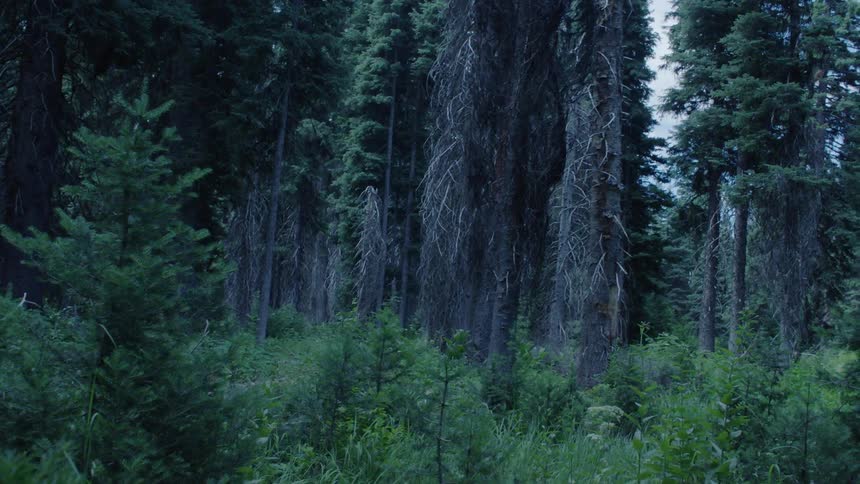 Trees standing in a forest