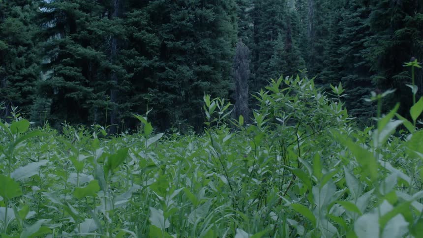 Foliage grows in a forest