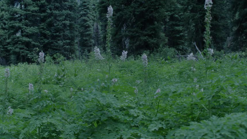 Foliages grows in a forest