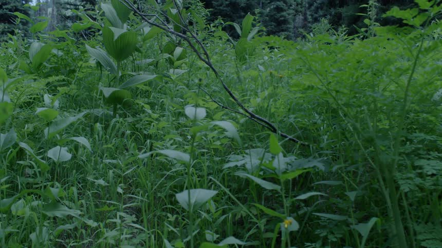 The field is covered with tall bushes