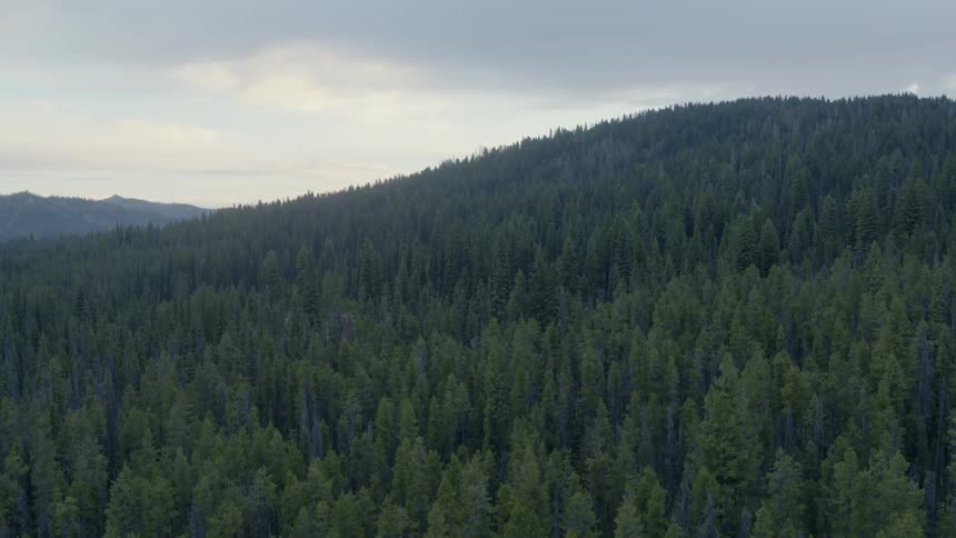 There is a large forest on this mountain range