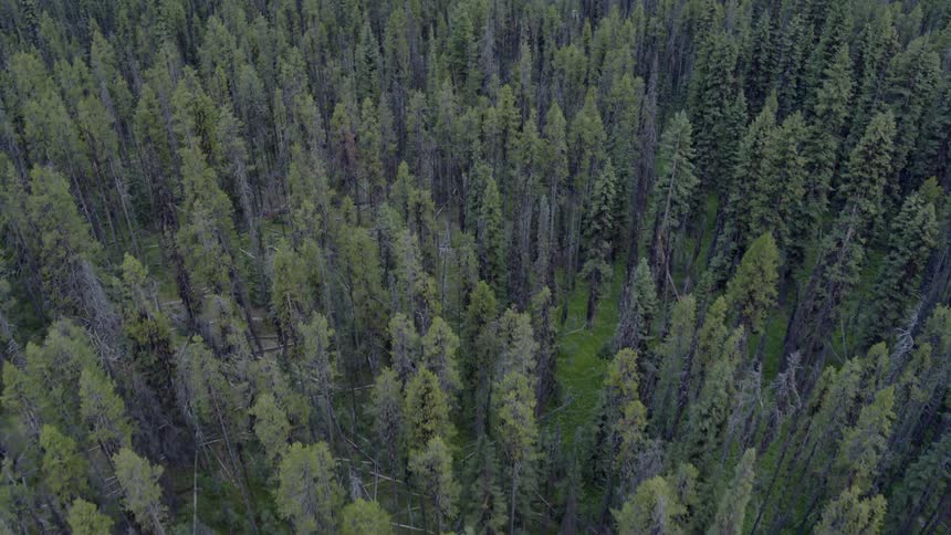 Trees cover the landscape