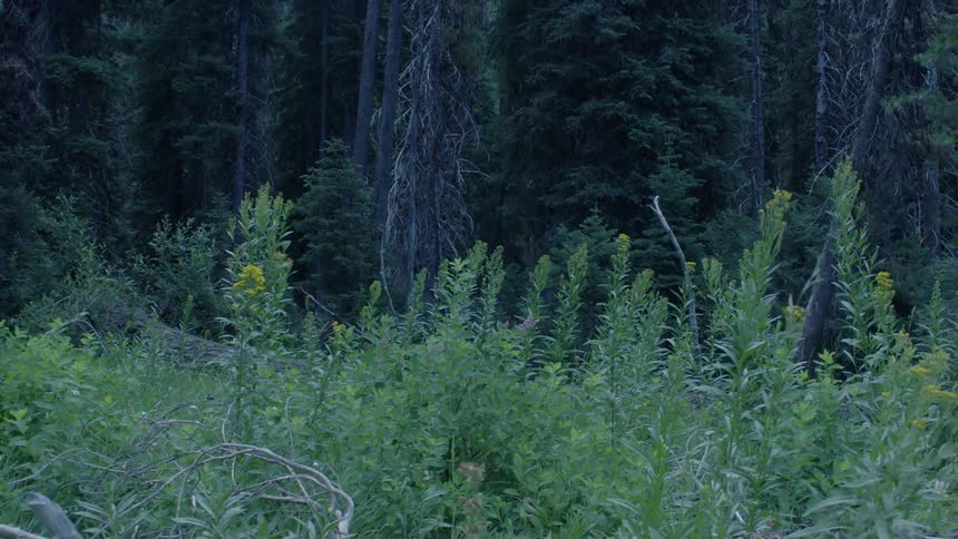 The tall grass leads to even taller trees