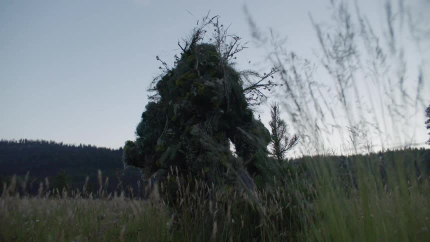 Bush creature is walking through field in wilderness
