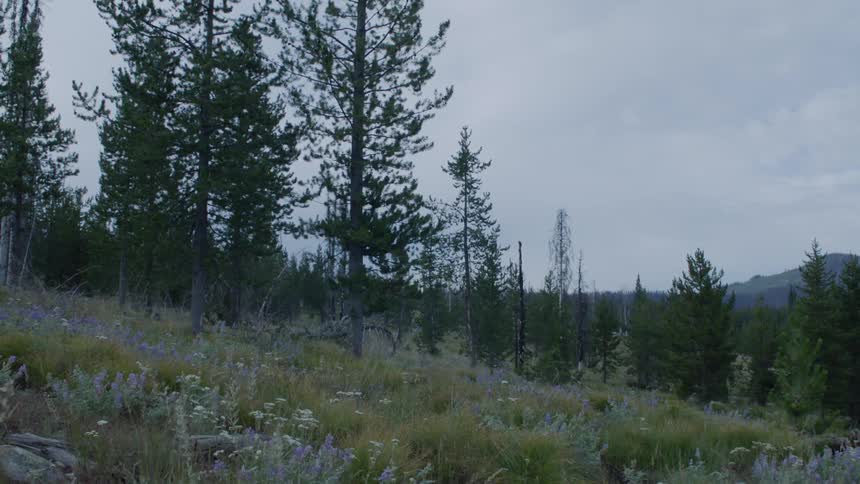 Trees grow in a forest