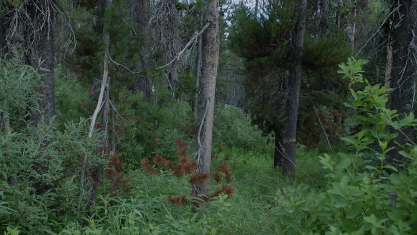 The tall grass leads to a forest