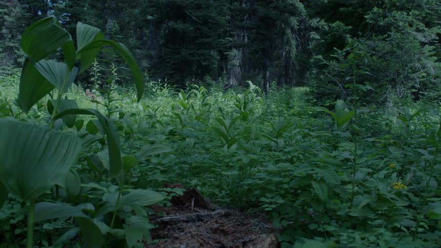 The large plants fill the field before the forest