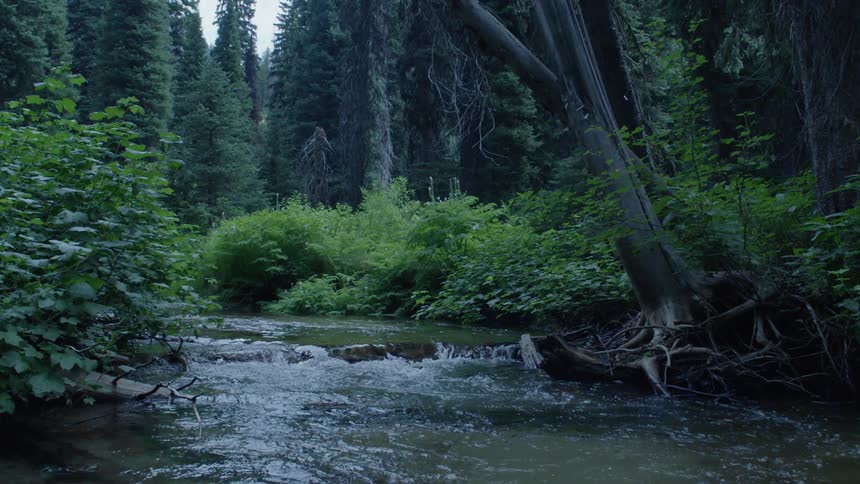 The stream is running through the wilderness