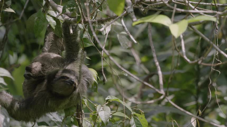 Mother and baby sloth are hanging from branch