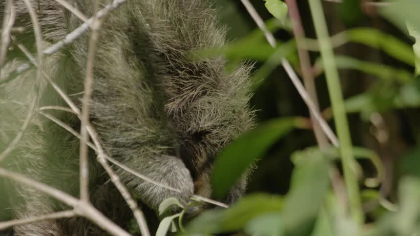 A sloth moves around eating leaves in the tree