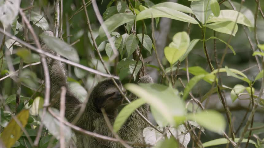 Sloth hangs onto branches of plants on a sunny day