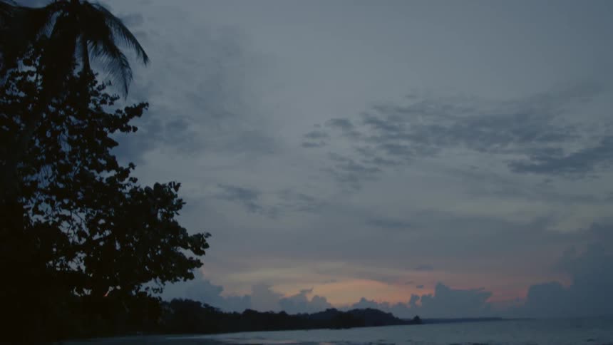 A tree lined beach at sunset