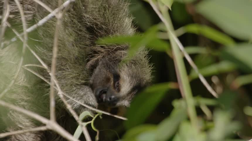 A sloth chews on leaves in a tree