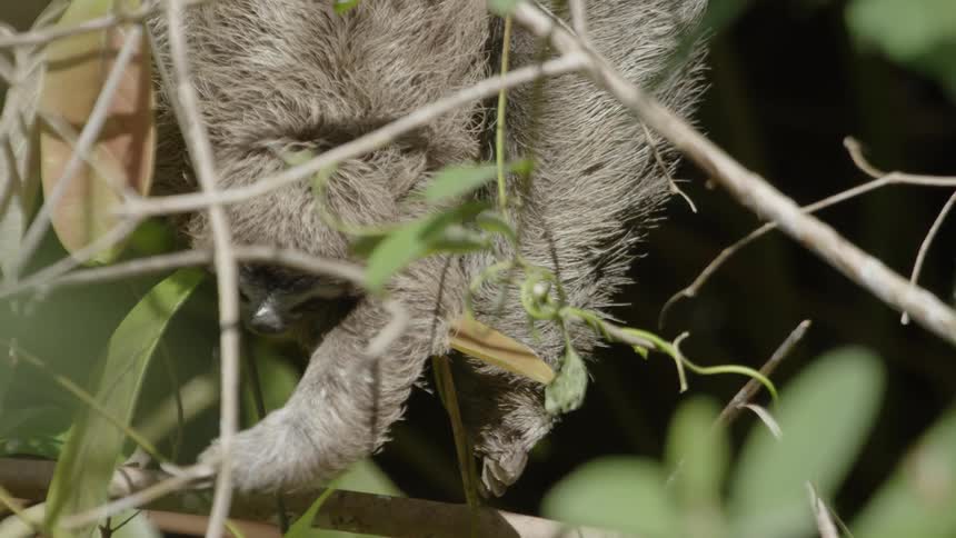 A sloth eats leaves from a tree