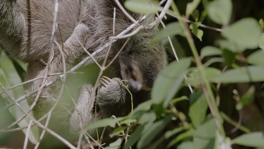 A sloth eats leaves in a tree