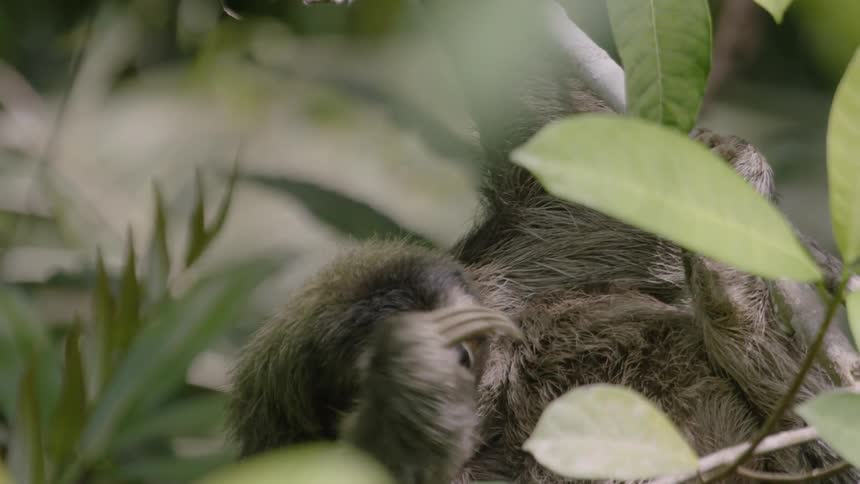 A sloth hangs in a tree