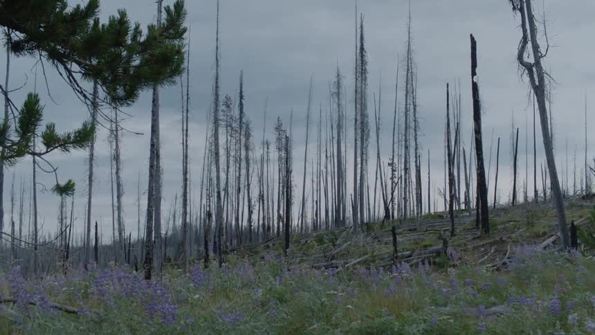 Dead trees stand tall in a field