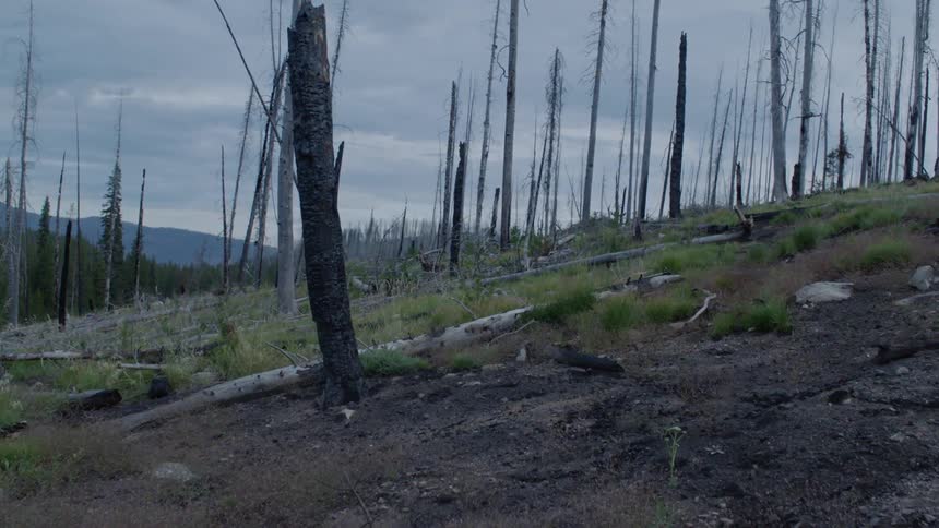Dead  tree trunks stand in a clearing