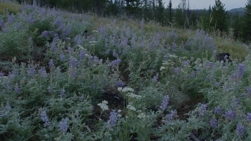Purple flowers growing on a hillside on a cloudy day