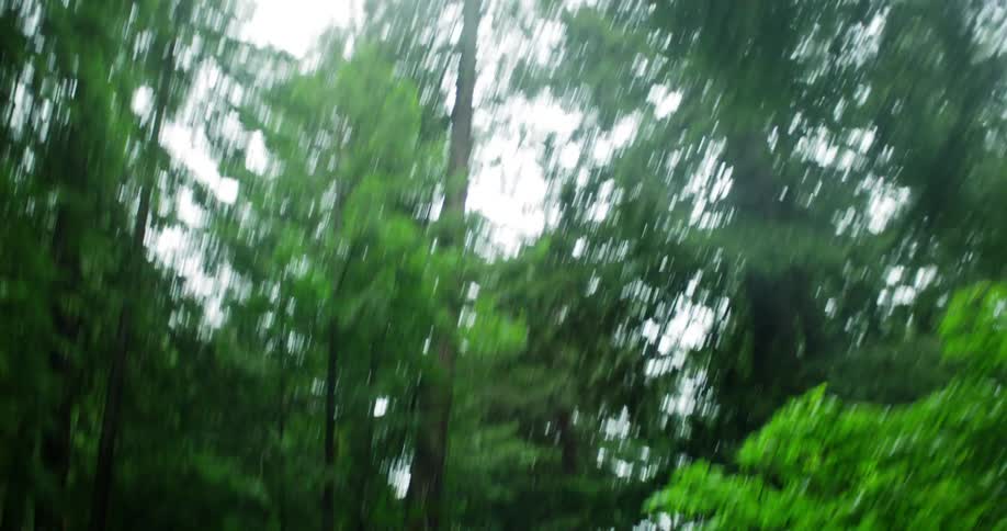 Trees loom overhead in the woods