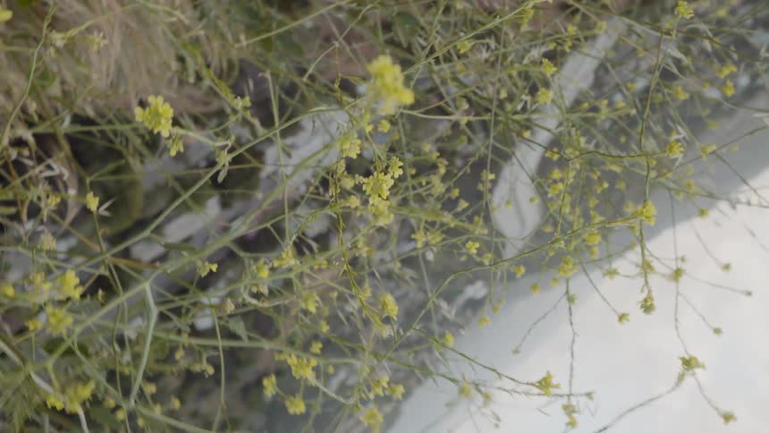Wildflowers on a hill overlooking a highway