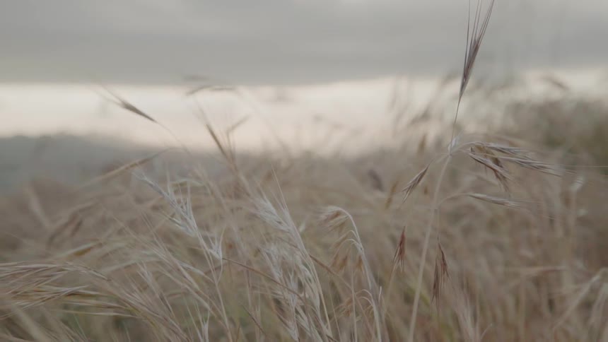 Grass grows in a rural field
