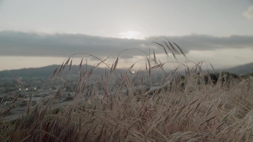 Grass grows in a field at sunset
