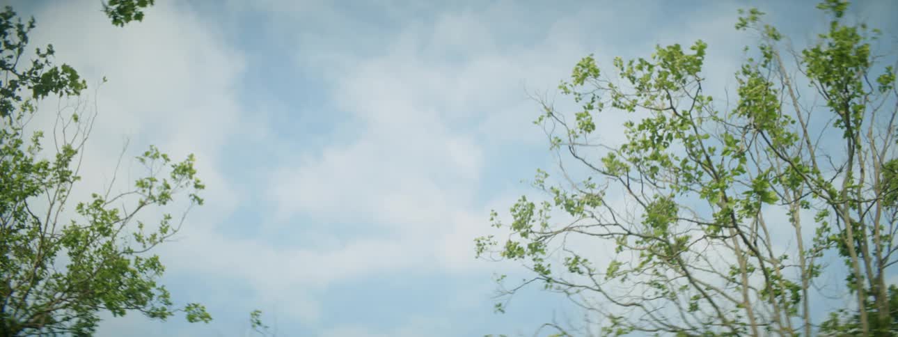 Trees sit under a cloudy blue sky