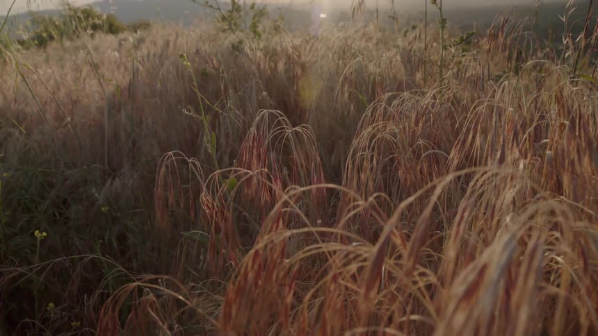 Sunlight shines on a grassy field