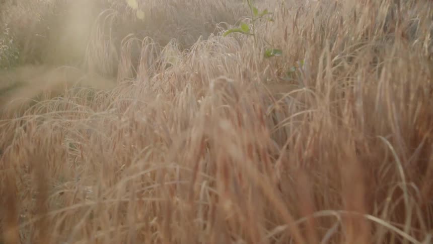 Sunlight shines on a grassy field