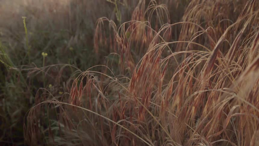 Grass and shrubs are blown by the breeze